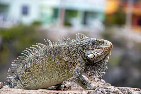 Iguana on Curacao on coastline