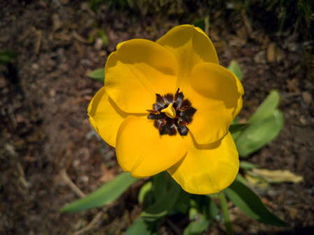 beauty yellow tulip in spring
