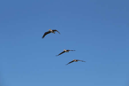3 Pelicans on the coast of California USA