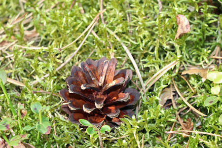 Pine cones on moss in the forest Autumn