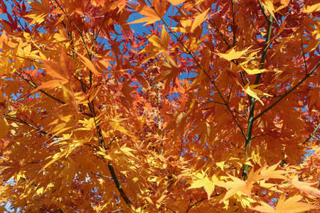 blue sky and red maple in autumn in Germany