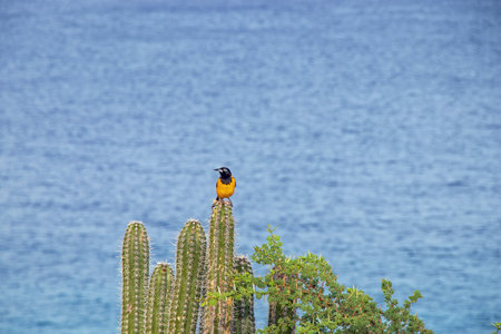 Bird orange black on curacao sitting on a cactus