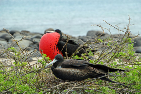 Frigate birds on the galapagos islandsの写真素材