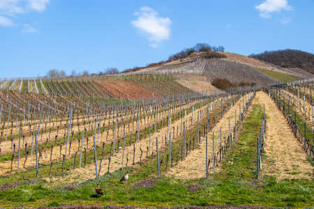 Vineyard on the Mosel in spring in Germanyの写真素材
