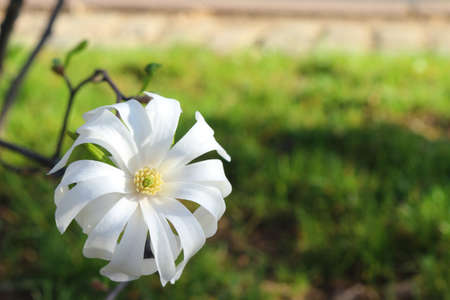 Single white flowerの写真素材