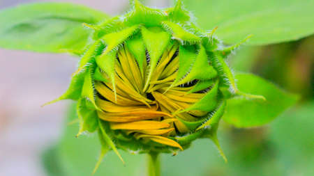 Closed Sunflowerの写真素材