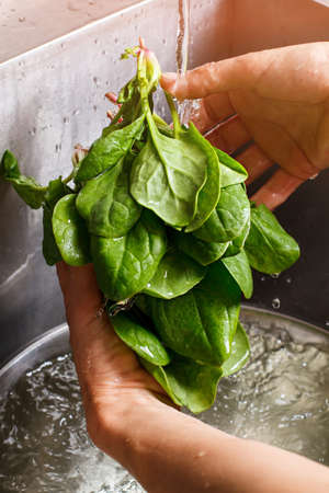 Man's hands washing spinach.の写真素材