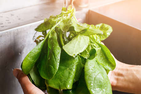 Hands wash spinach leaves.