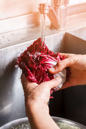 Man's hands wash radicchio.の写真素材