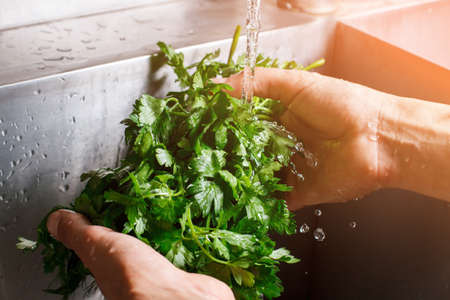 Man's hands washing parsley.の写真素材