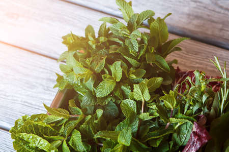 Mint and lettuce on tray. Edible greens on wooden background.の写真素材