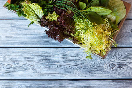 Lettuce and cabbage on tray.の写真素材