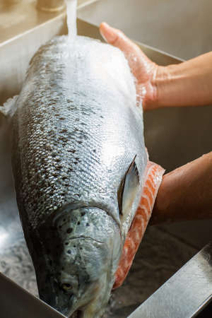 Hands washing fish in sink. Water flowing onto big fish. Sea salmon of big size. Work in restaurant kitchen.の写真素材