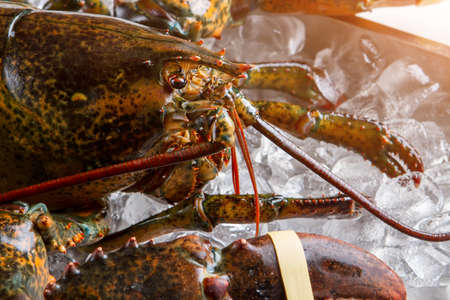 Head of raw lobster. Lobster with tied claw. Creature with hard shell. Recently caught crustacean.の写真素材