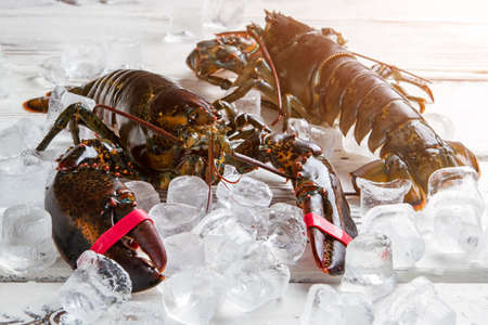 Raw lobsters on ice cubes. Fresh lobsters with tied claws. Delicacies in seafood restaurant. Main ingredient for special dish.の写真素材
