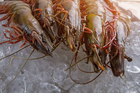 Raw shrimps on ice cubes. Fresh prawns and ice. Merchandise from food supermarket. Low price for delicacies.の写真素材