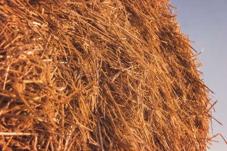 Haystack on sky background. Pile of dry yellow straw. Ingredient of fertilizer. Agriculture is...