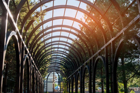 High trees and sky. Green pines during summer. Best place to rest. Fresh air and silence.の写真素材