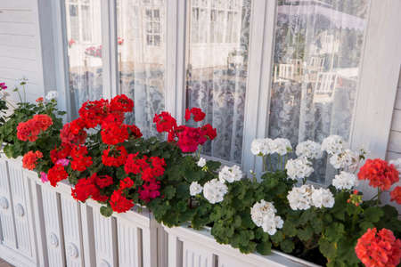 Flowers near house window. Reflection in glass. White and red petunias. Aroma of summer freshness.の写真素材