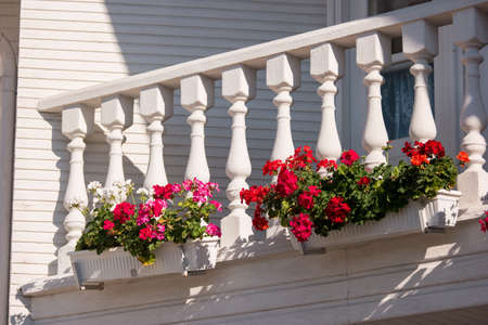 Flowers on the balcony. Small white columns and railing. Petunias of bright red color. Plants need care.の写真素材