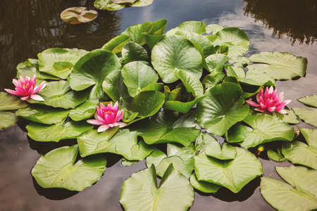 Pink lotus flowers. Green leaves on water. In search of serenity.の写真素材