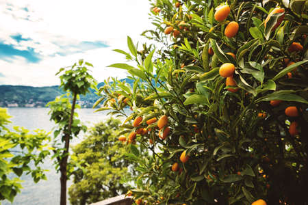 Tangerines on branches. Orange fruits on a tree. Sweet sort of mandarins.の写真素材