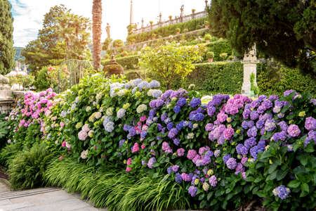 Trees and flowers. Hydrangeas of different color. Visit the most beautiful park.の写真素材