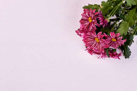 Chrysanthemum on pastel background. Mother, I love you.の写真素材
