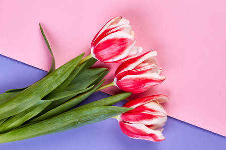 Tulips on pastel backdrop. Getting flowers for no reason.の写真素材