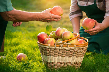 Senior hands holding fruits. Apple basket on grass. Gardening as home based business.