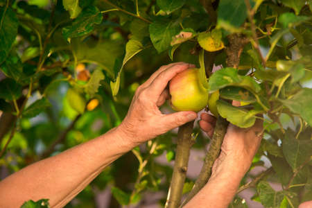 Senior hand picking apple. Branch with leaves and fruit.