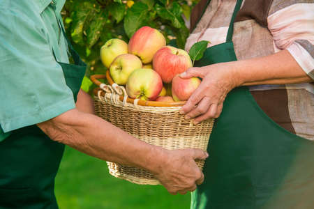 Senior hands and apple basket. Elderly couple in aprons.の写真素材