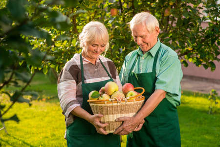 Couple holding apple basket. Senior gardeners in aprons. The wealth in our hands.の写真素材