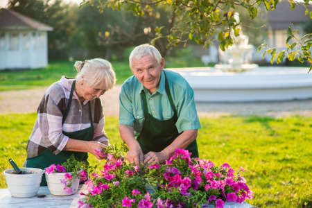 Woman and man transplanting flowers. Smiling old couple outdoors. Turn hobby into a business.の写真素材