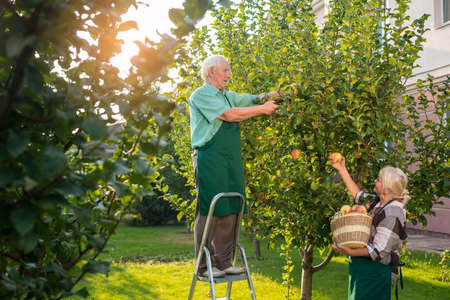 Senior gardeners picking apples. Man standing on stepladder. Work in the garden.の写真素材