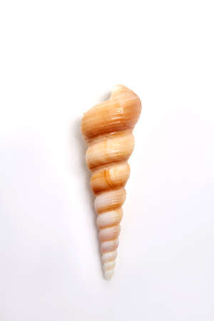 Spiral marine object, white background. Tropical aquatic shell for decoration.