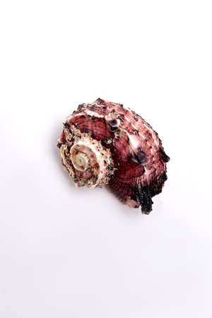 Marine bright shell, white background. Beautiful oceanic object for collection.