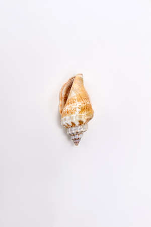 Small sea shell isolated on white. Beautiful object of ocean nature.