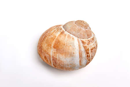 Sea snail isolated on white. Close up of beautiful sea shell of gastropod.