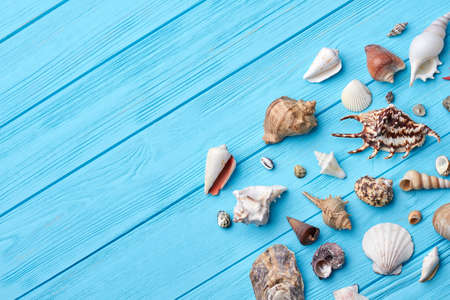 Sea shells, textured blue background. Marine objects from trip on painted table. Still life of...