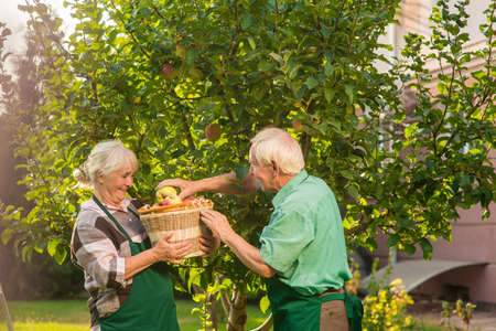 Two senior people picking apples. Woman holding basket and smiling. Fruits of our labor.