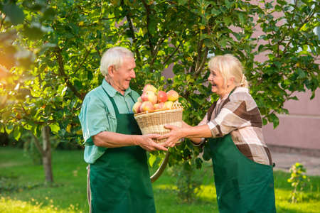 Cheerful couple and apple basket. Seniors in the garden smiling. Always help each other.の写真素材