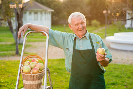 Gardener holding apple and smiling. Happy old man outdoors. Gardening business plan.の写真素材