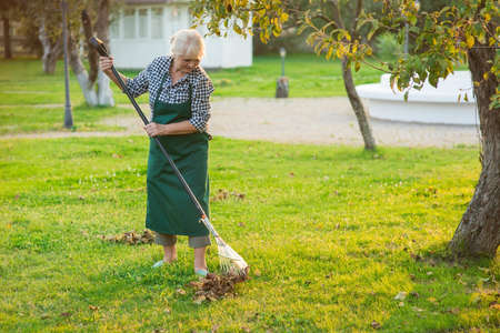Senior lady working with rake. Old woman in apron outdoors. Spring garden clean up tips.の写真素材