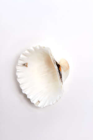 Scallop sea shell, white background. Empty mollusk from ocean.の写真素材