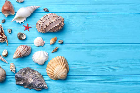 Pattern of exotic sea shells. Marine composition sea shells, blue wooden background.の写真素材