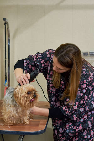 Woman trimming a dog. Groomer and cute york terrier. Grooming salon jobs.の写真素材