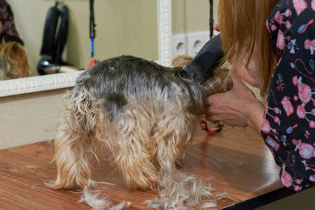 Female dog groomer at work. York terrier getting haircut.