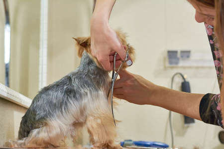 Dog groomer using curved scissors. York terrier getting a haircut.の写真素材