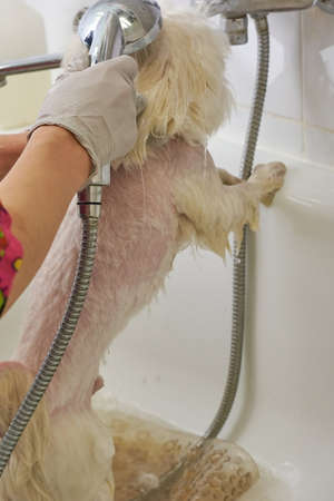 Dog being bathed. Hand of woman washing dog.の写真素材